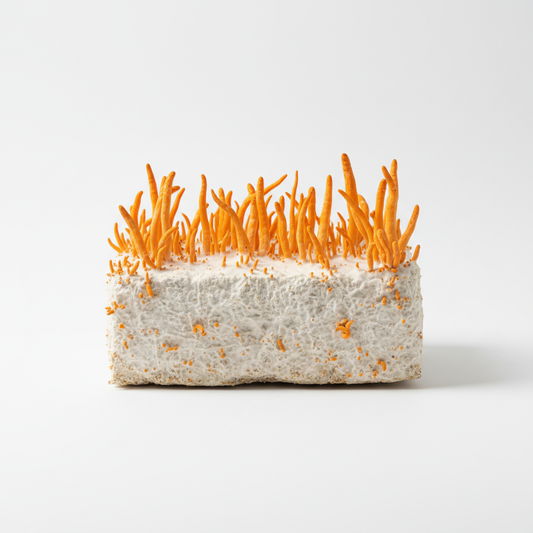 Cordyceps Mushroom Studio Shot