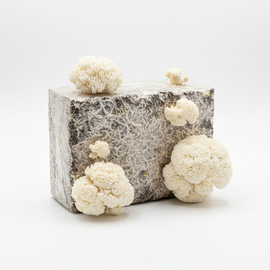 Lion's Mane Studio Product Photo
