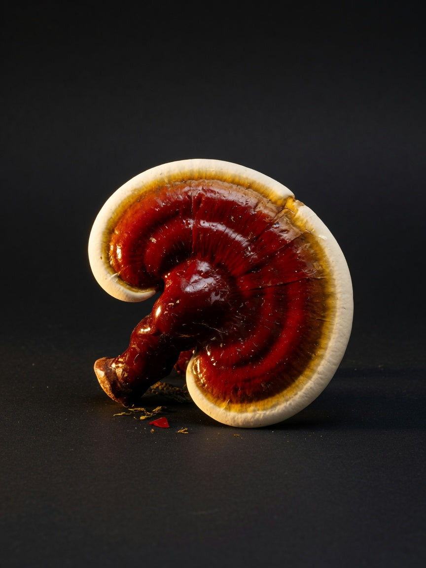 Evening Note - Reishi Grow Block