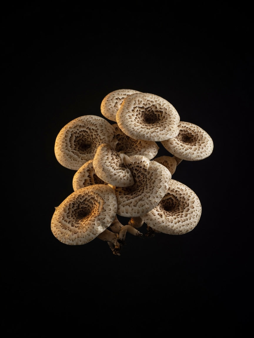 Spot Note - Tiger Sawgill (T. Sawgill)