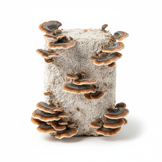 Turkey Tail Mushroom Studio Shot