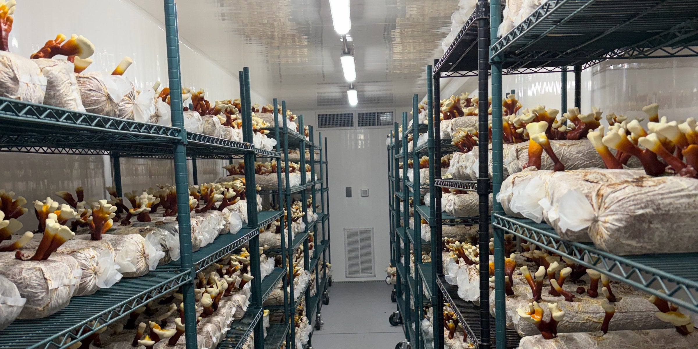 Narrow grow-room aisle lined with shelves of organic Reishi antlers on white blocks